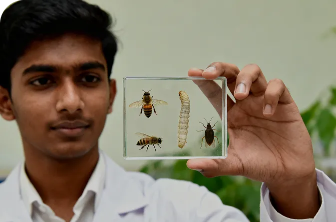 Entomology Courses